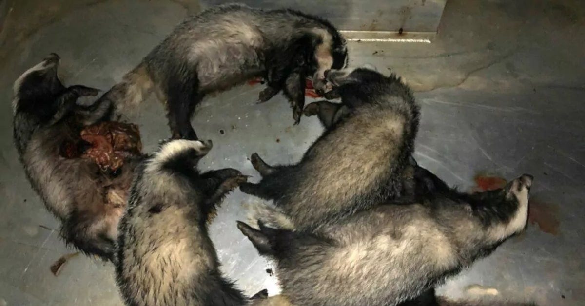 dead badgers at grafton pet crematorium