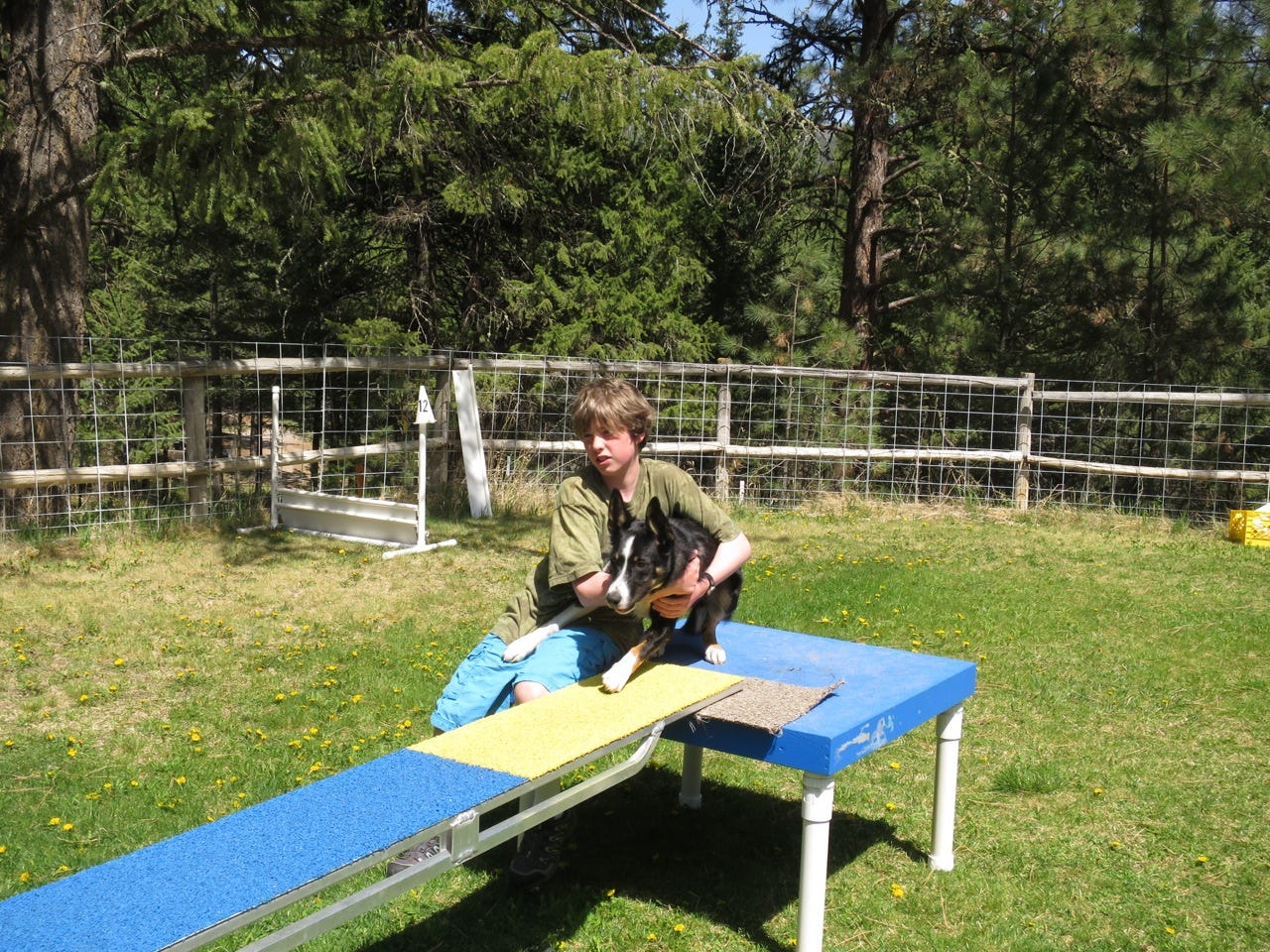 Boy restraining dog at the start of the teeter