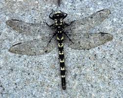 Odonata of British Columbia