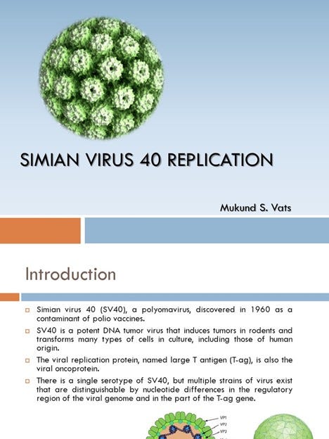 simian virus replication