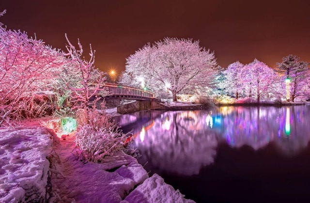 Winter Lights at Bowring Park | Gord Follett | MARKET