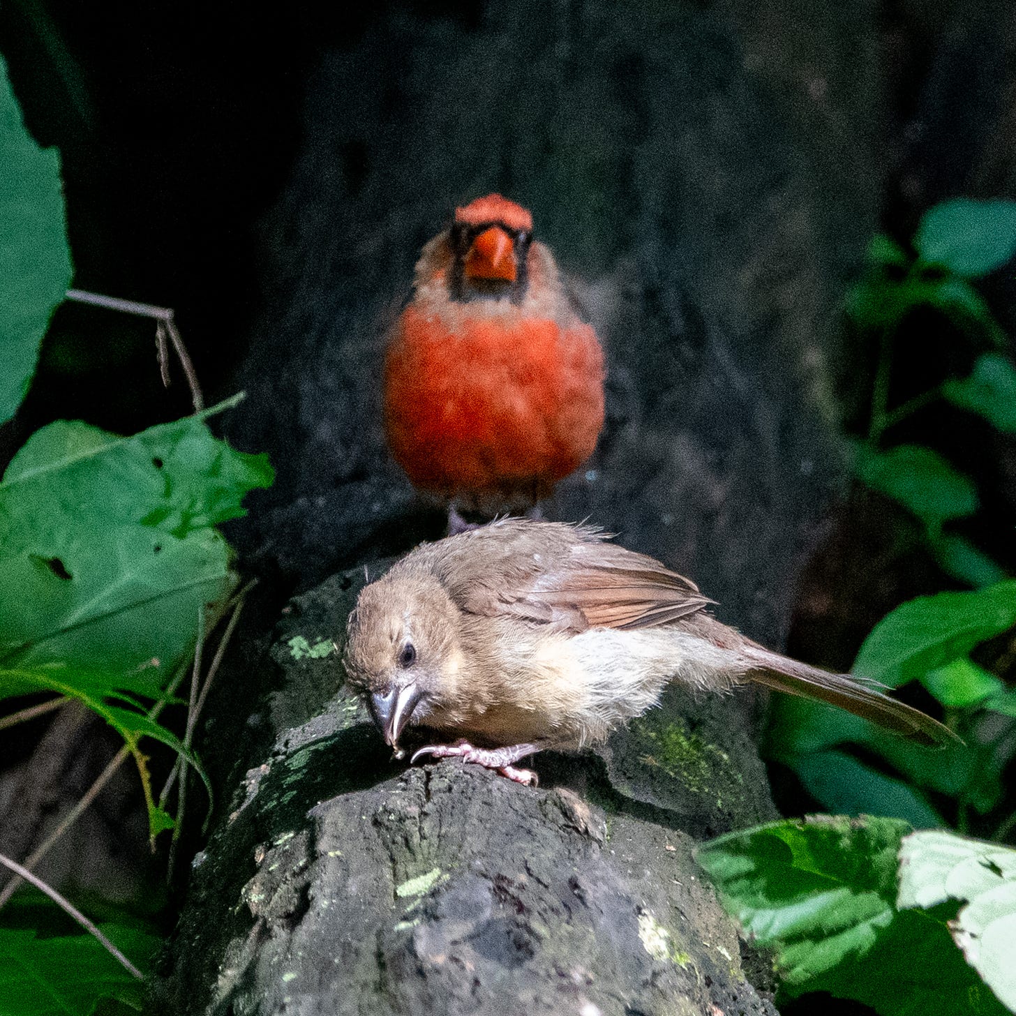 A Northern cardinal fledgling feeds on a fallen log, under its father's close supervision
