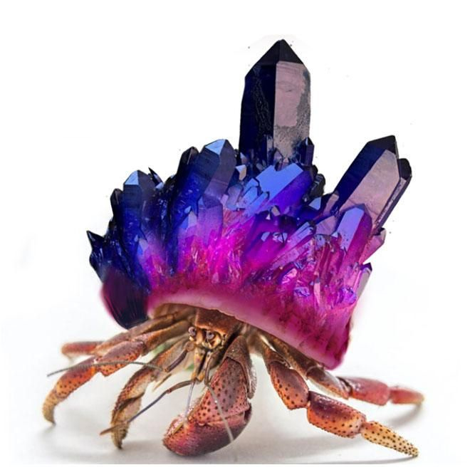 Hermit Crab with Crystal Shell | Hermit crab, Crab art, Mythical creatures  fantasy