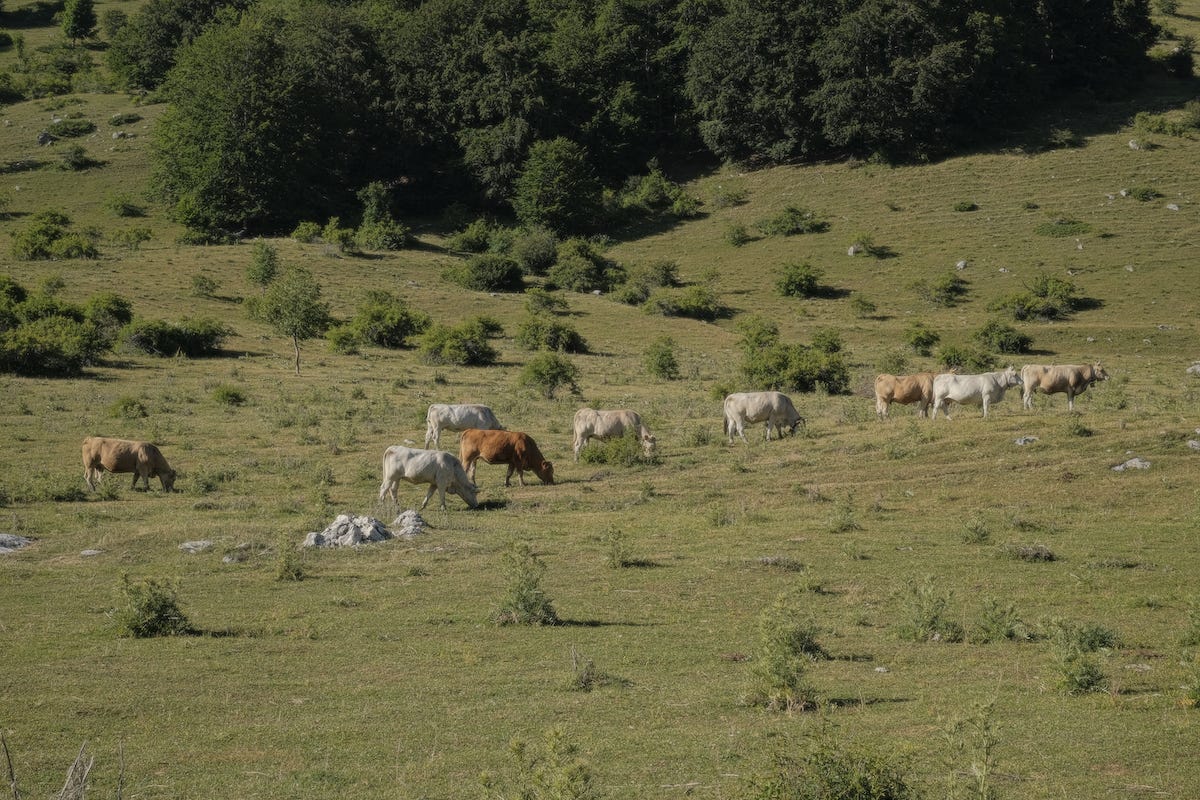 Molise - Mainarde -Valle Fiorita -Ph.by @iphotox