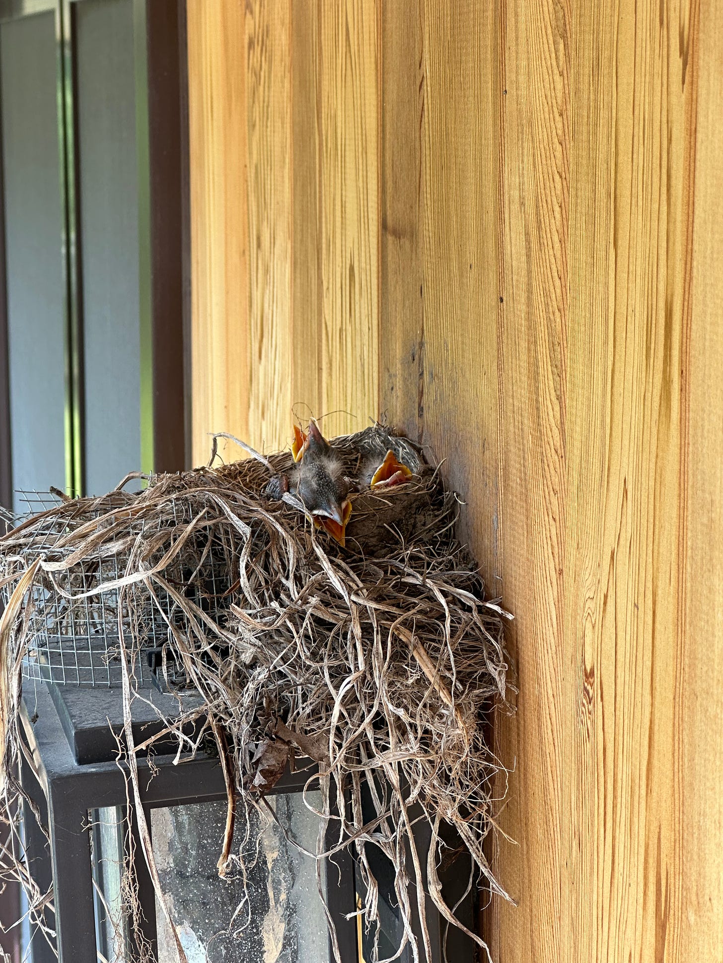 A nest with three baby birds