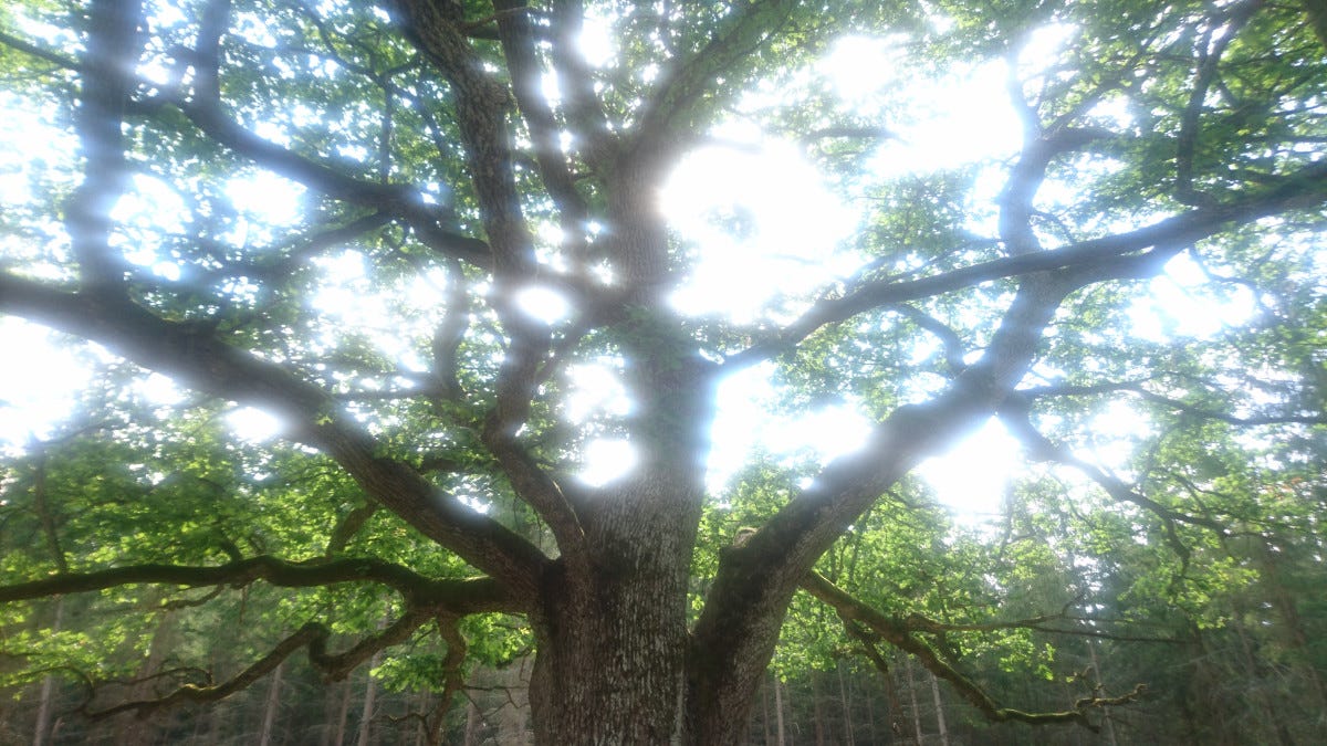 magnificent old oak with green leaves, with sunshine shining through the branches, creating a glow effect