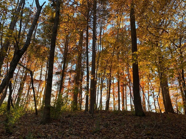 tree line of yellow autumn leaves