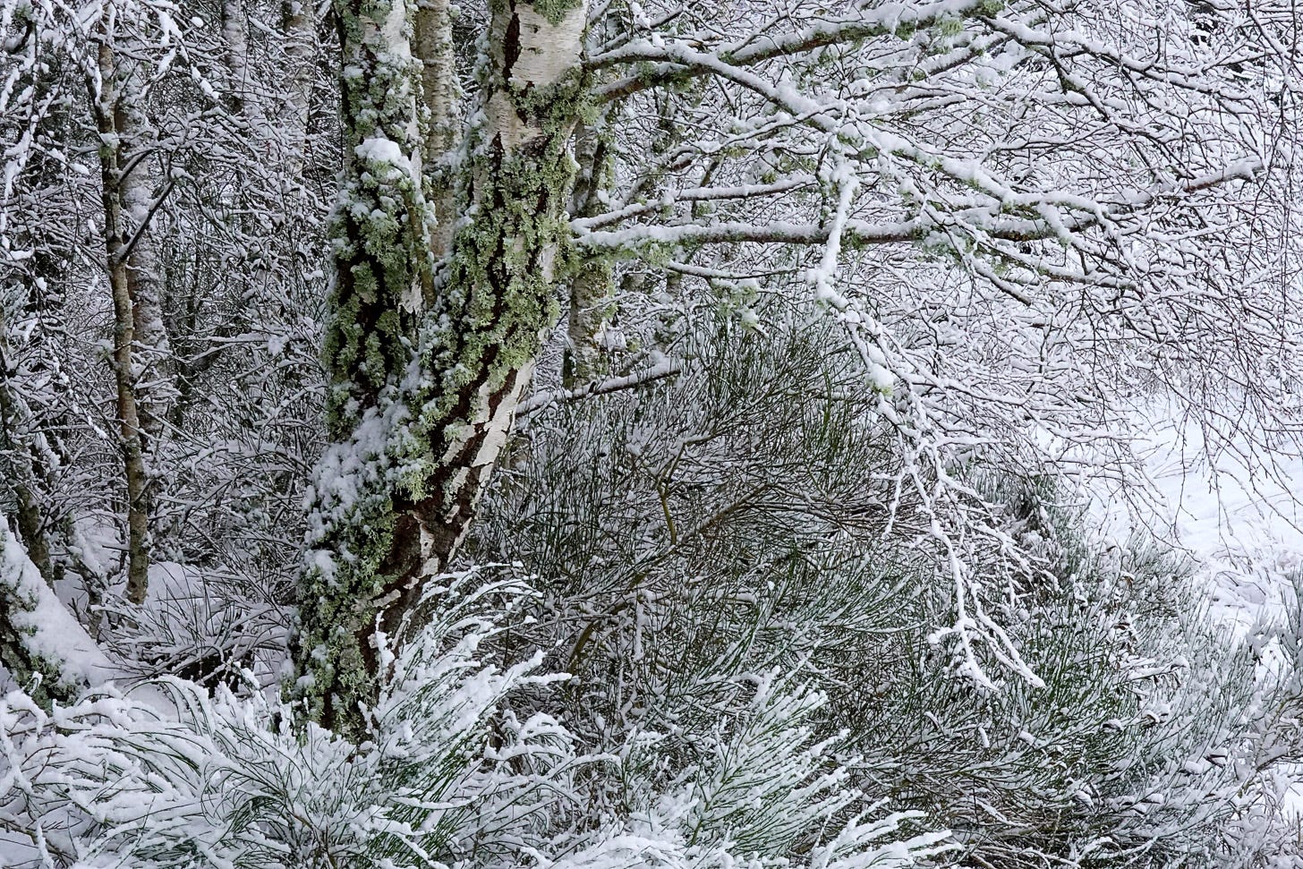 Snow covered branches of birch (Betula pendula) and broom