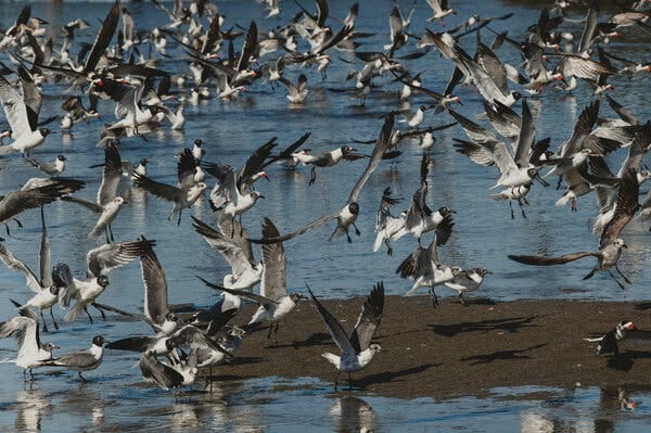 A flock of shorebirds spreading their wings.