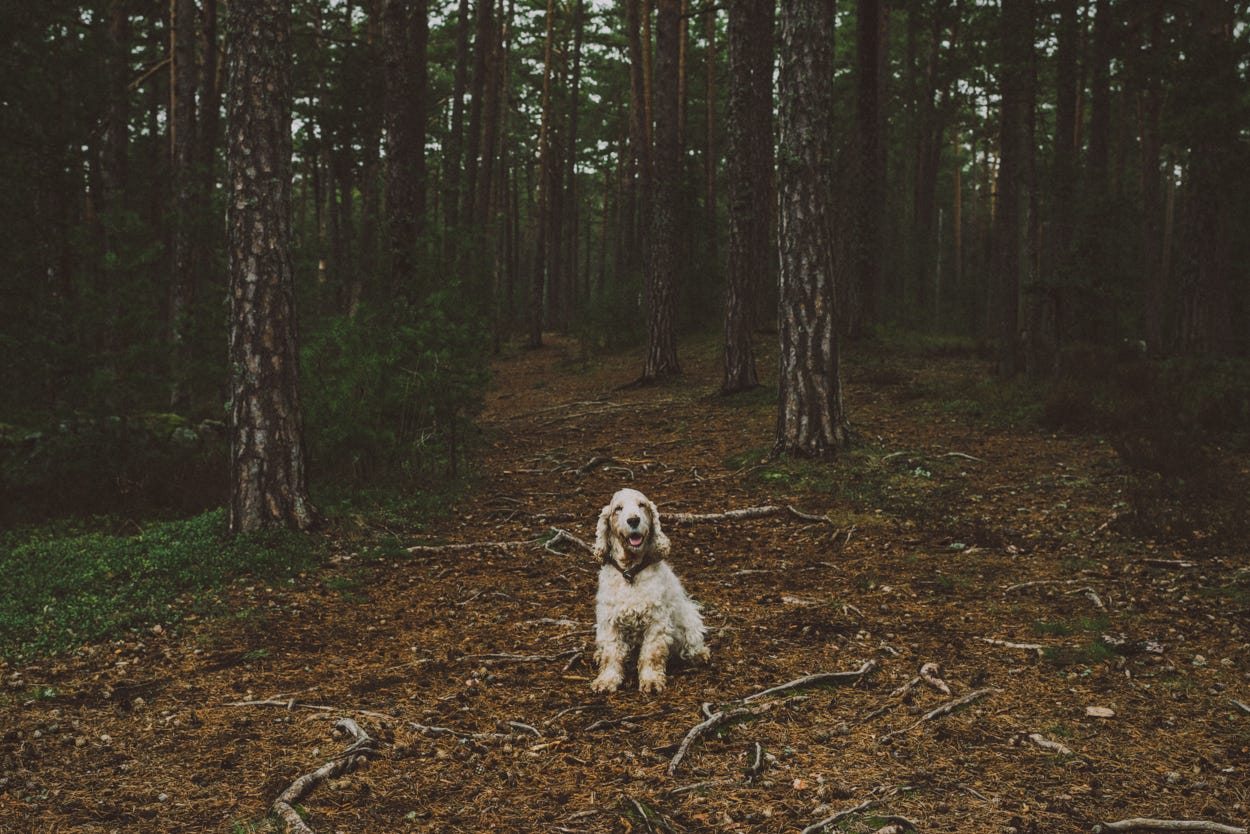 cockerspaniel finnish forest