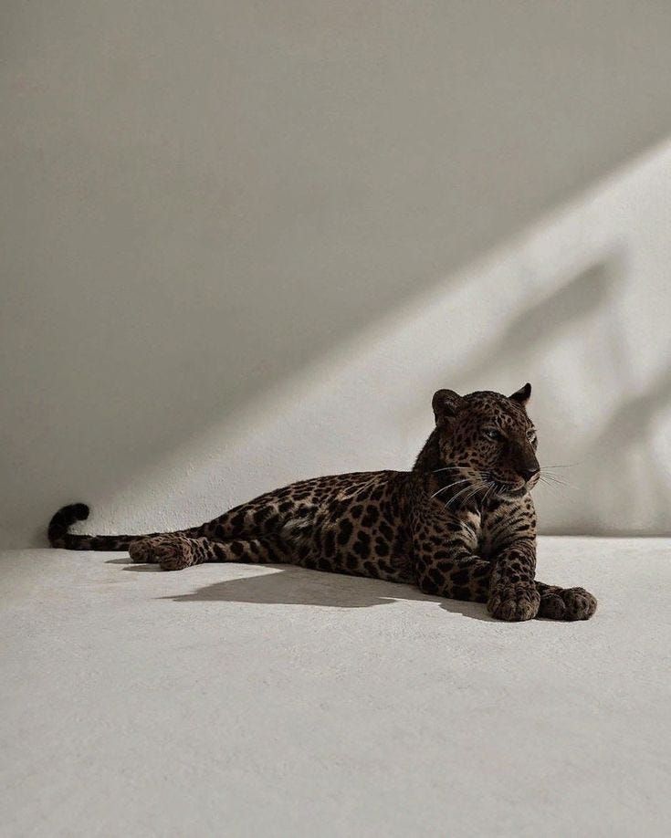 This may contain: a leopard laying on the ground with its eyes closed