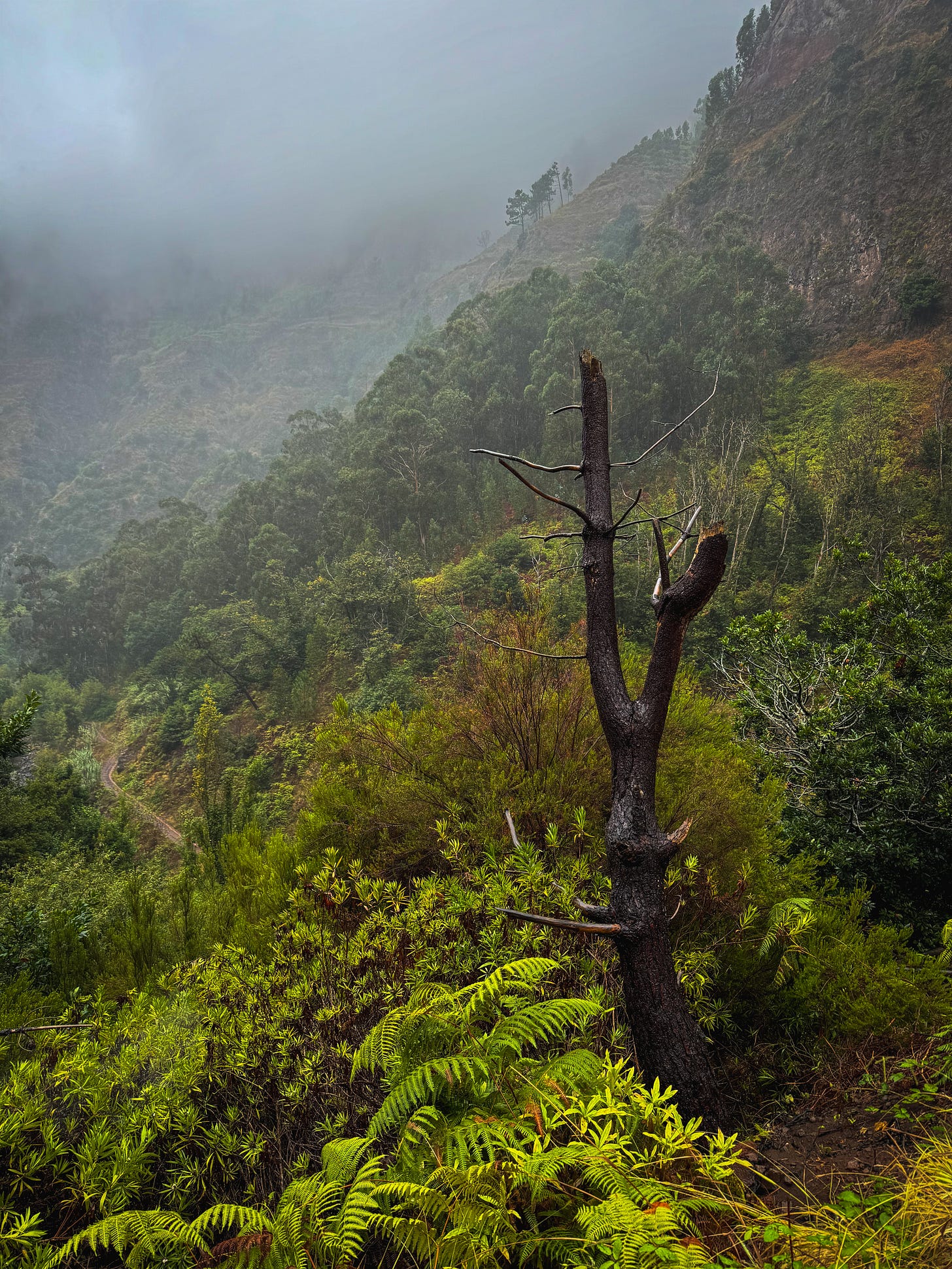 wonder madeira