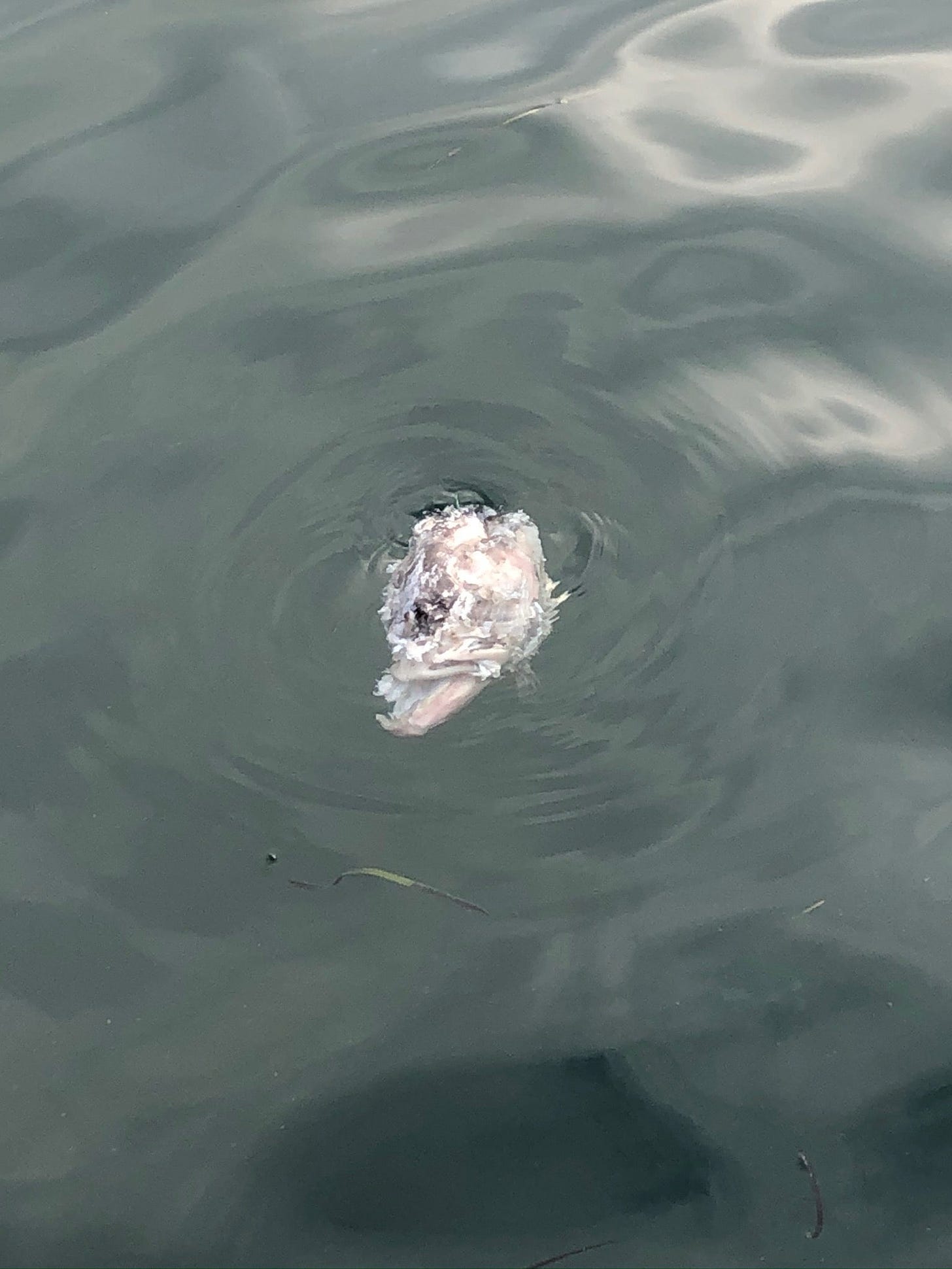 Fish head floating by the docks