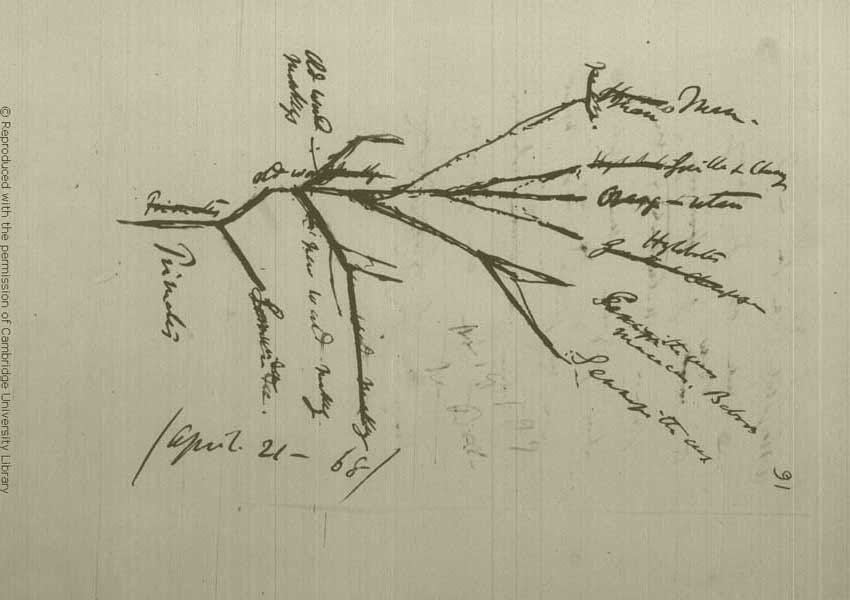 Notebook page from Darwin showing his proposal of primate phylogeny