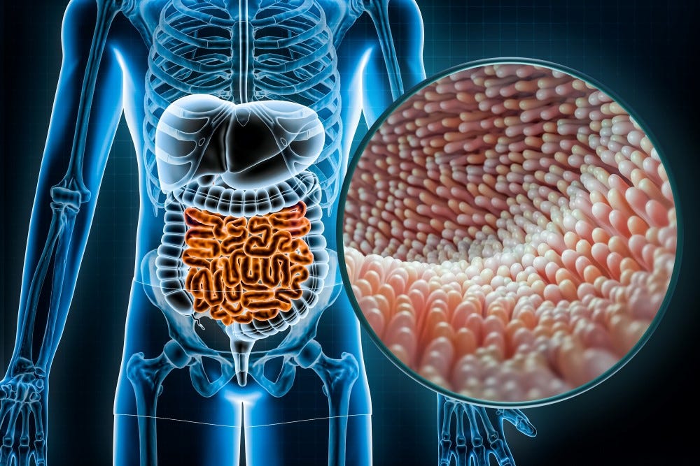 The gut feeling: experts highlight the significance of good gut health -  Hub Publishing