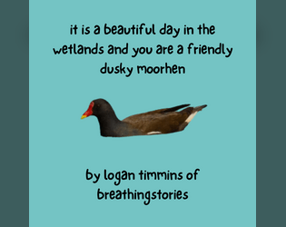 it is a beautiful day in the wetlands and you are a friendly dusky moorhen
