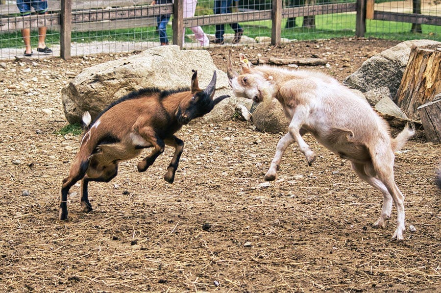 two goats fighting and locking horns
