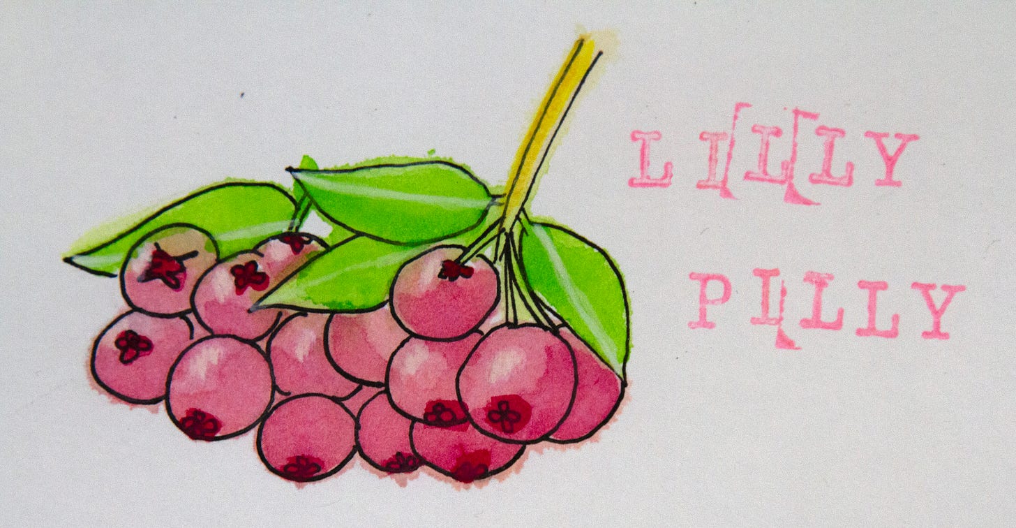 A water-colour sketch of lilly pilly berries.