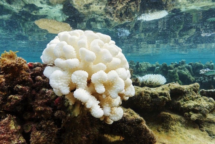 Sunscreen chemical kills corals—now scientists know why