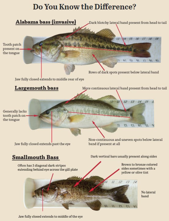 Virginia DWR: Kill those Alabama bass! | Kosar's Fishing Notes