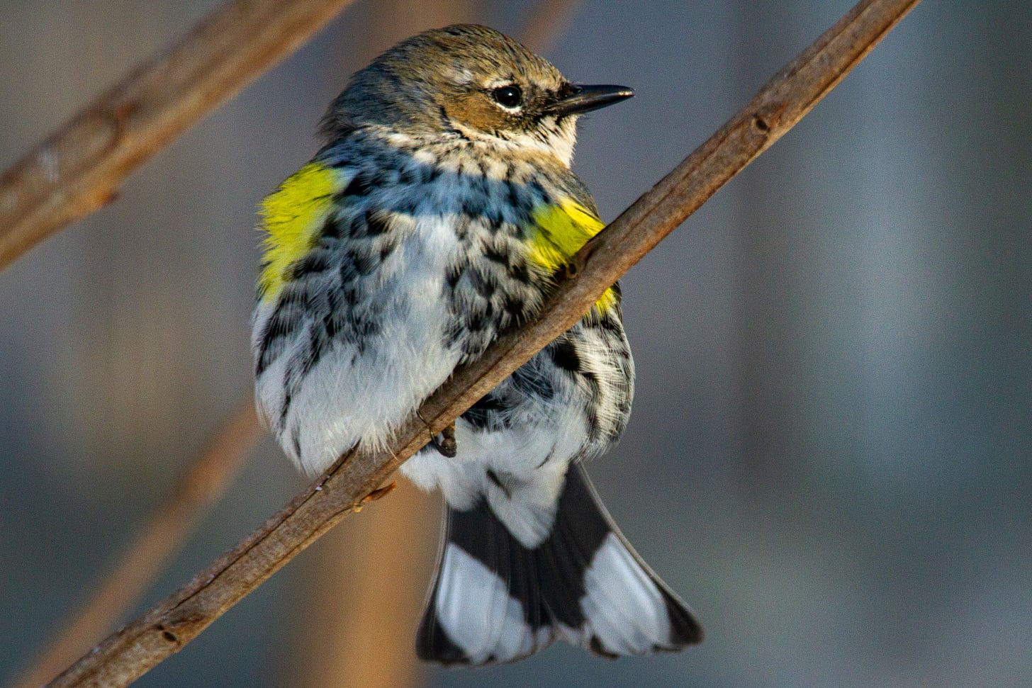 Yellow-rumped warbler, with back facing the camera and head turned left, perched on a branch