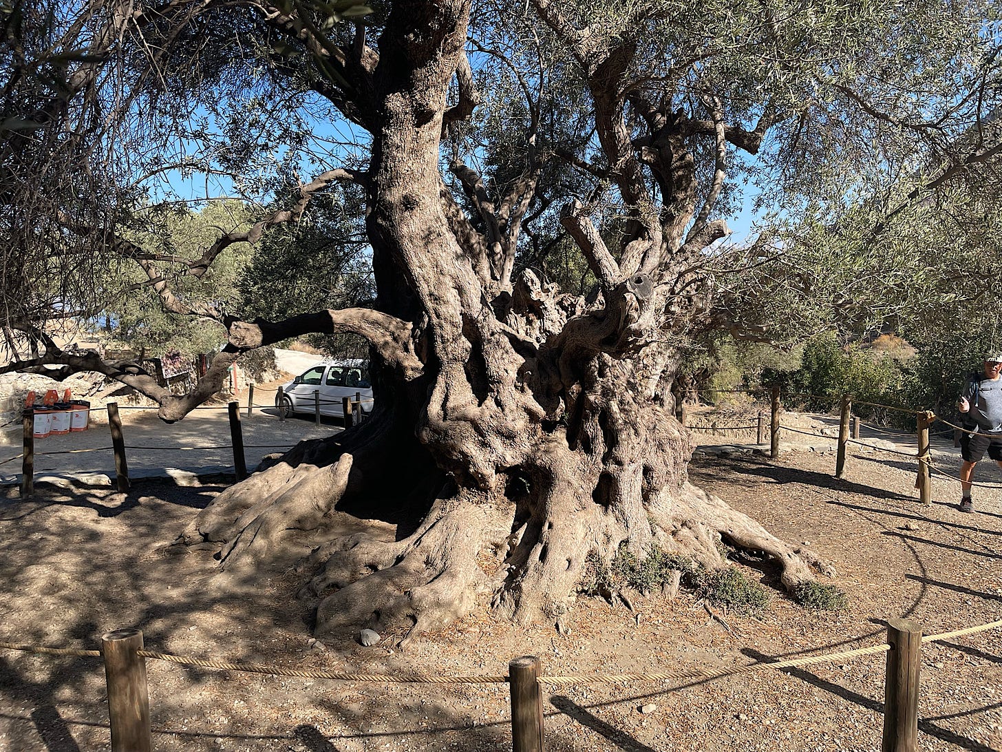 A huge olive tree!