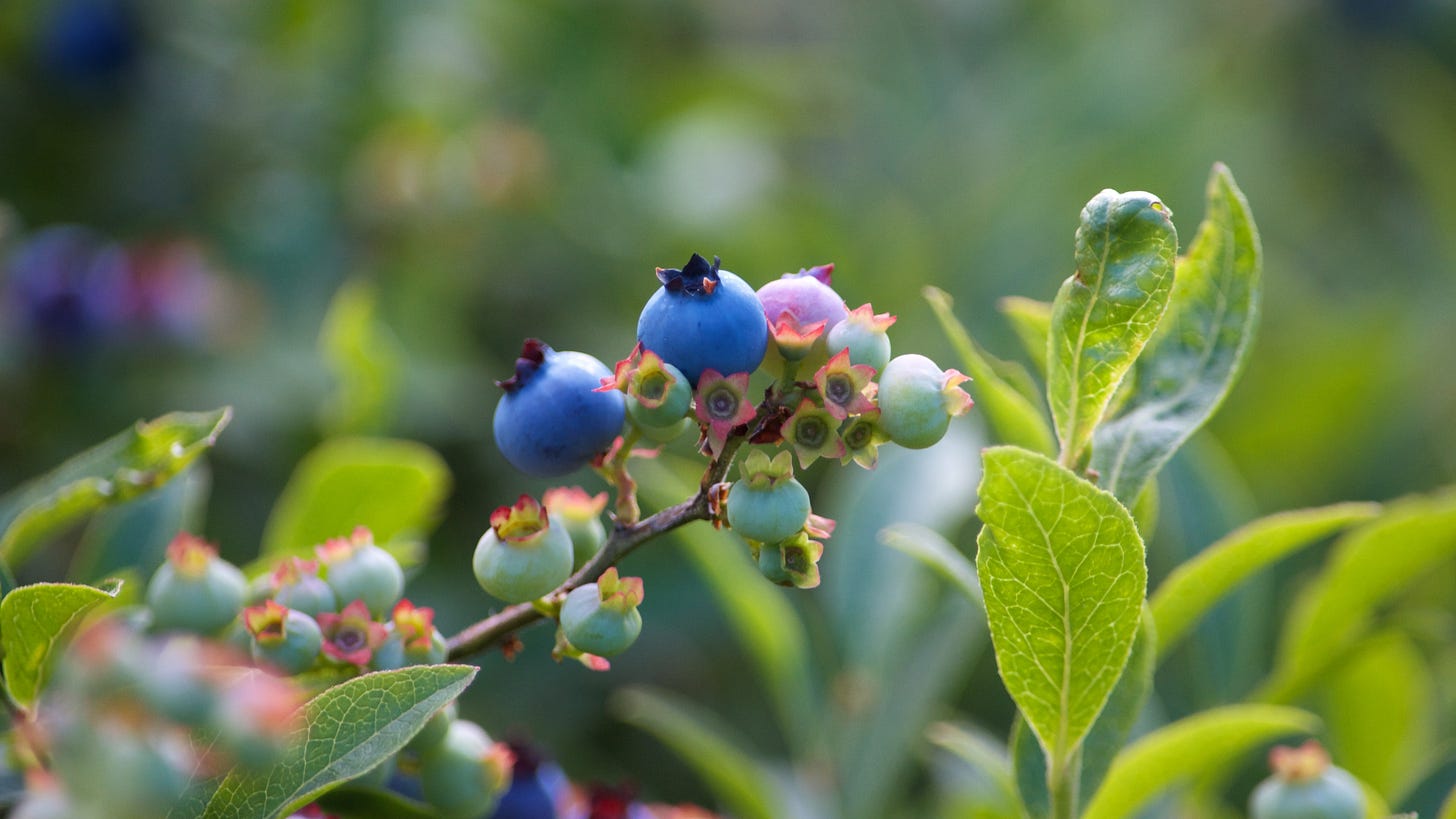 A cluster of ripening wild blueberries in various color stages.