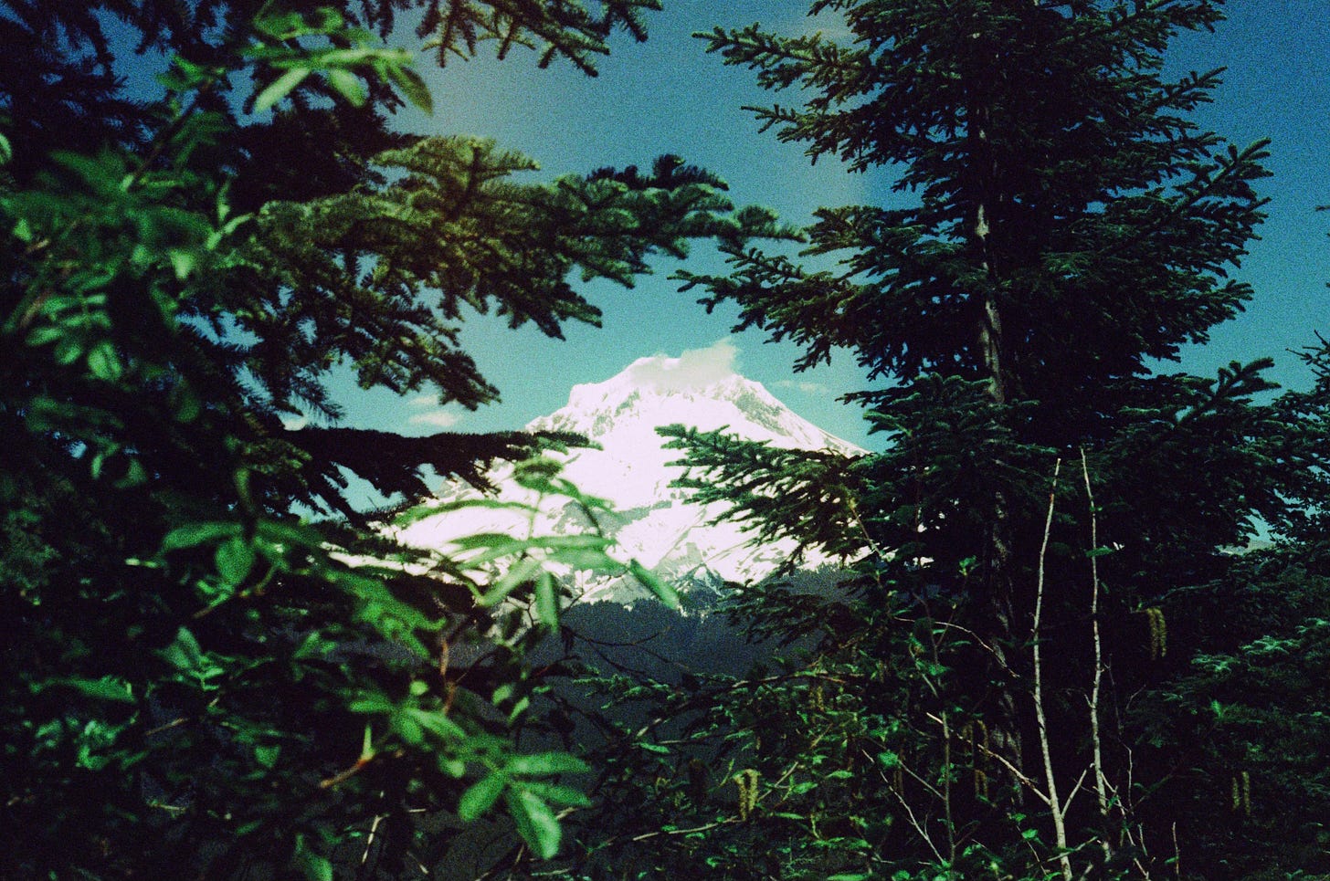 Greens trees fill most of the frame, while a snow-covered mountain peeks through them in the far middle background.