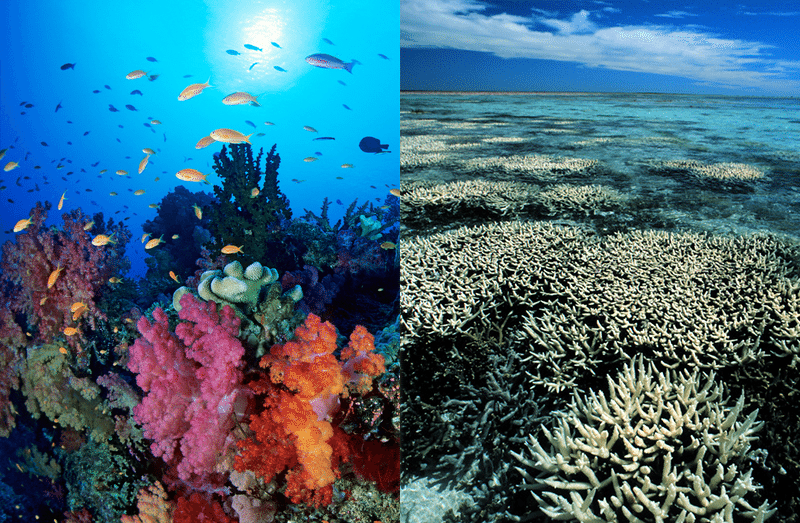 What's Killing Coral Reefs? And How Can We Stop It? - Greenpeace USA