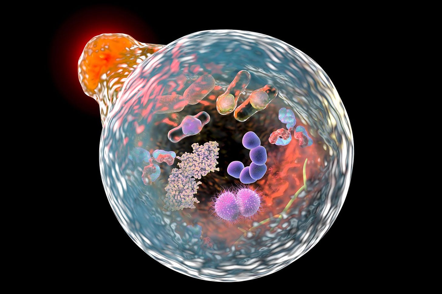 Autophagy | Cellular Process, Benefits & Role in Disease | Britannica