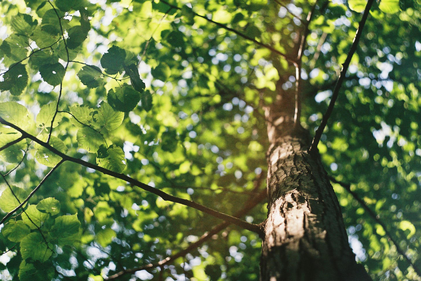 photo of a tree with bright green leaves in the summer time. photo taken looking up along the trunk. sunlight hits the trunk in several patterned bright spots. tree leaves are dappled all different colours of green from bright to dark as sunlight hits them in different amounts.
