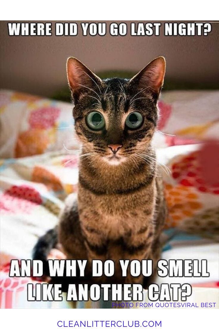 Cat Memes Funny - Factory Memes