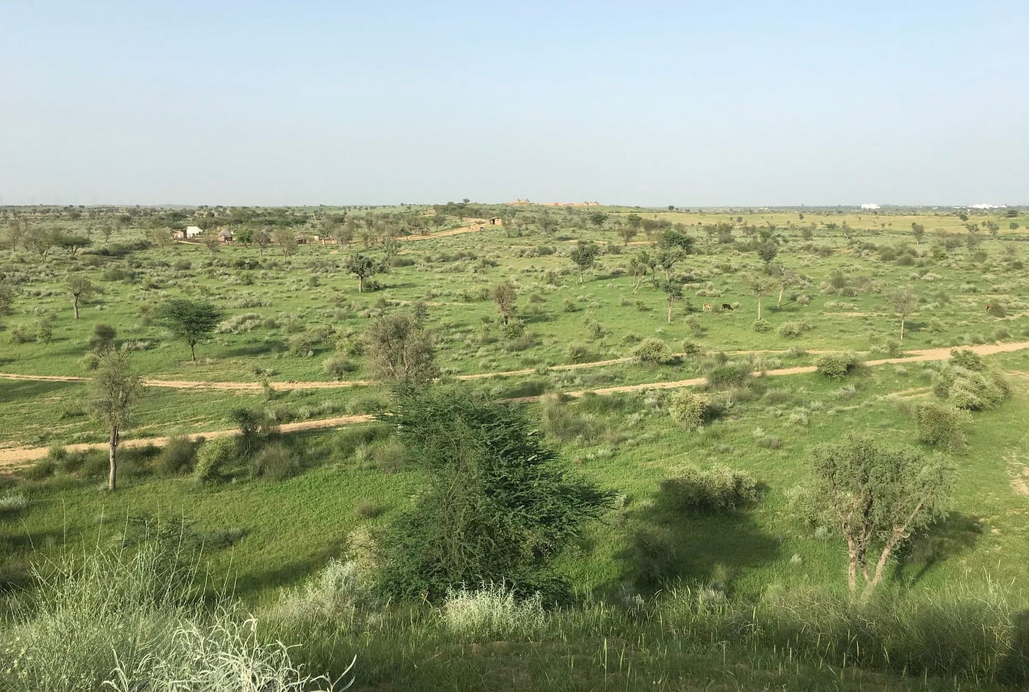 A view of sparse vegetation in a desert landscape. Trees and bushes are shown, with a couple of dirt paths running through grassy areas. 