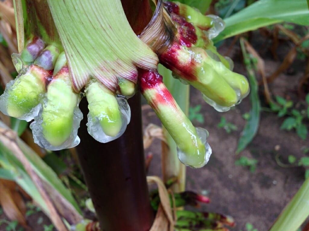 The Corn of the Future Is Hundreds of Years Old and Makes Its Own Mucus