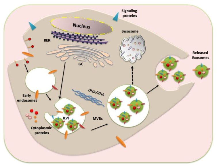 An external file that holds a picture, illustration, etc.
Object name is viruses-07-02770-g002.jpg