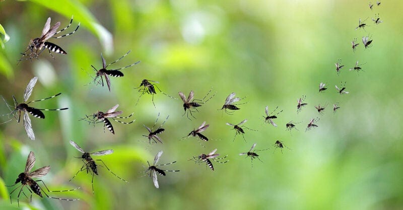 mosquito swarm flying with plants in the background