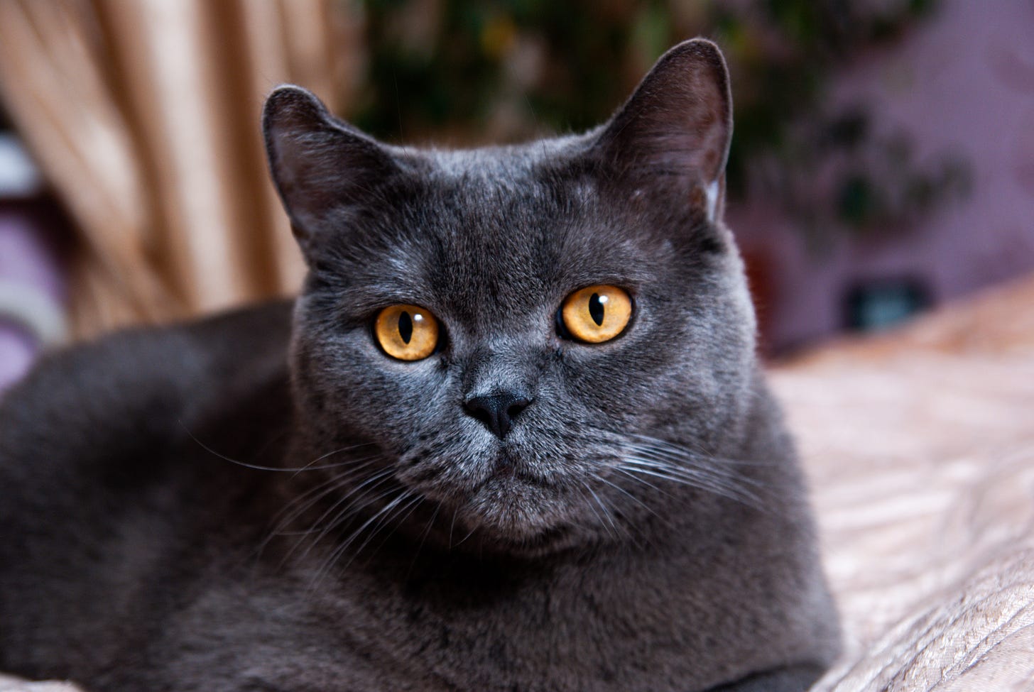 Photo of black house cat