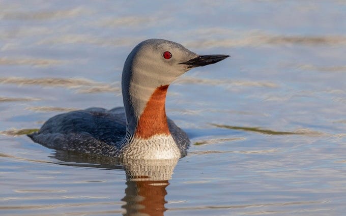 Red-throated diver 