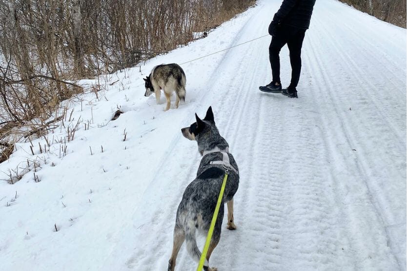 Scout the blue heeler and Snort the siberian husky walk near each other on the dog-friendly Mountain Bay Biking Trail in Ringle, Wisconsin