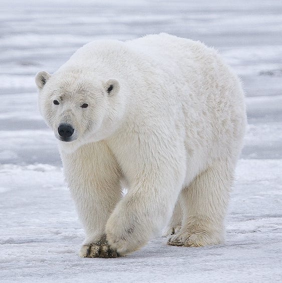 File:Polar Bear - Alaska (cropped).jpg — Wikimedia Commons