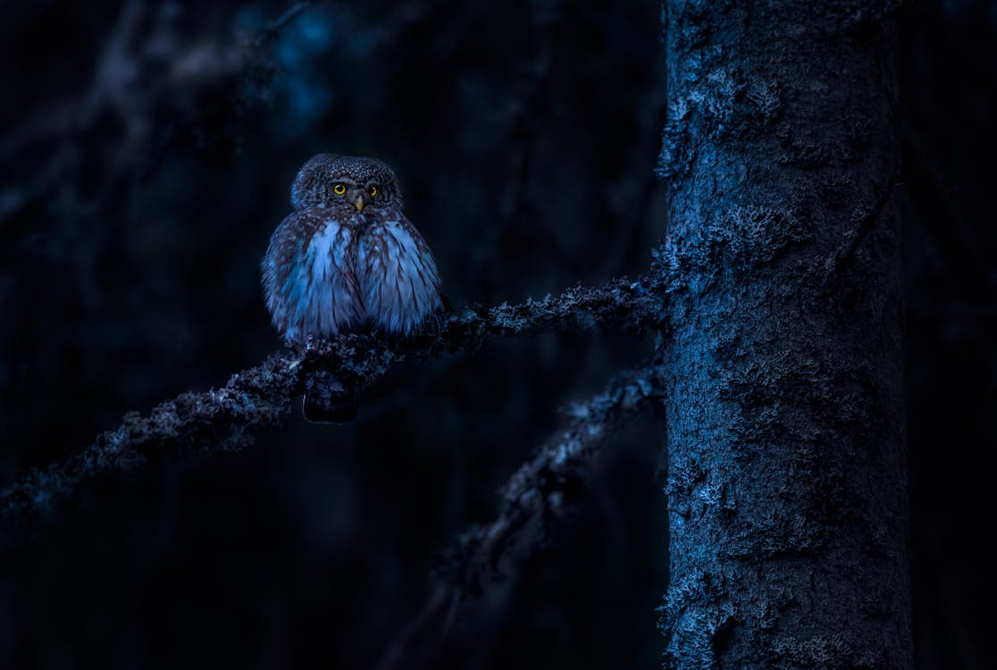 Free A captivating night shot of a Eurasian pygmy owl perched on a tree branch in a forest. Stock Photo