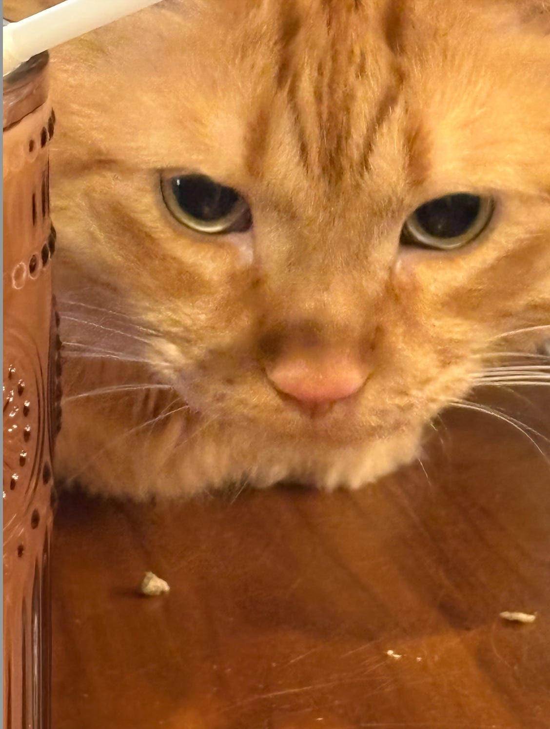 extreme close up of orange cat on table