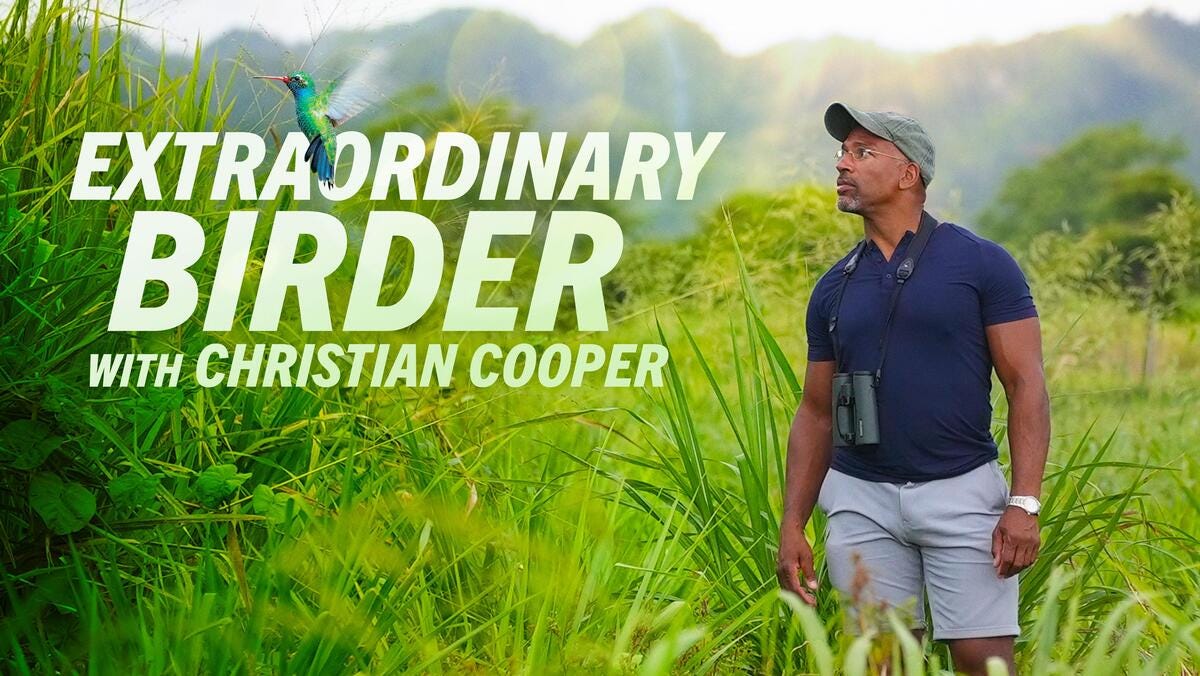Watch Extraordinary Birder with Christian Cooper TV Show - Streaming Online  | Nat Geo TV