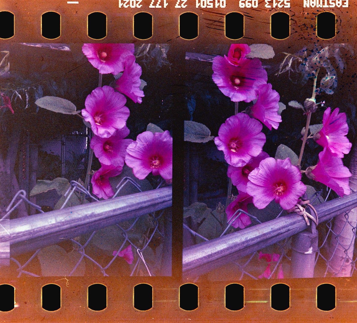 two photos of the same floral blooms, bright pink/purple, behind a metal fence.