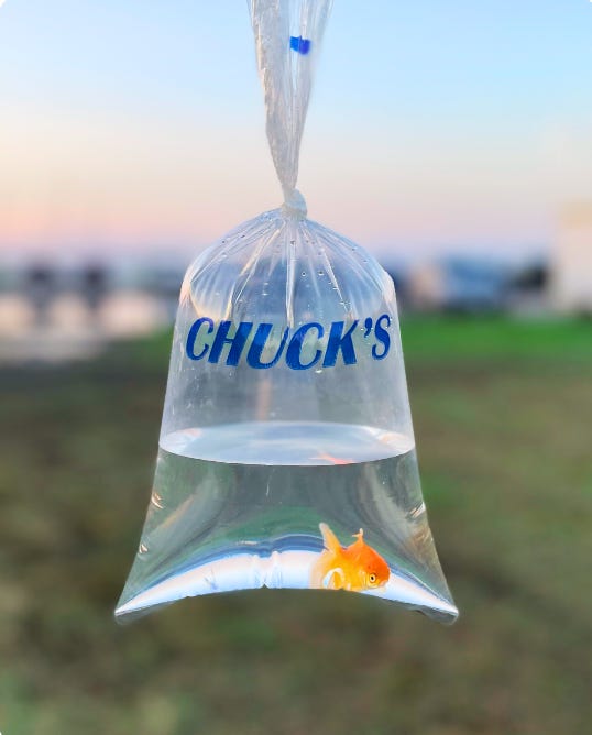 an orange goldfish in a plastic bag