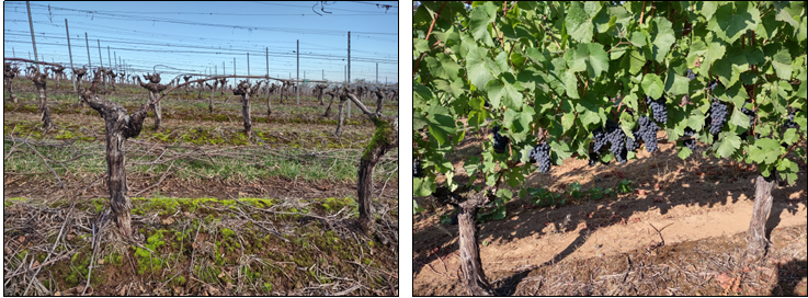 Tie Down, “Good to go”, and six months later we will be ripening wine berries!