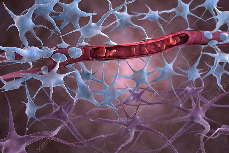 Blood-brain barrier, illustration - Stock Image - C030/3035 - Science Photo  Library