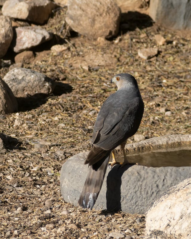 20250430-Chiricahuas-709-Edit.jpg