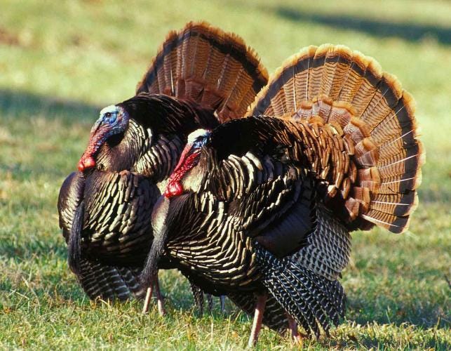 Photo of two male wild turkeys displaying