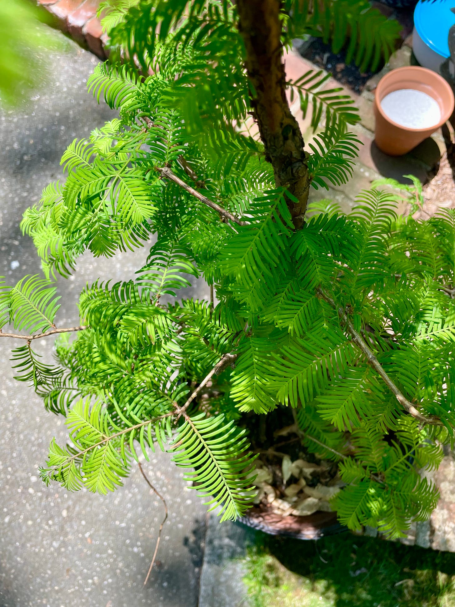ID: Close up of the feathery foliage on the dawn redwood